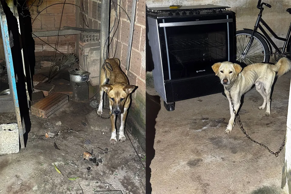 Homem é preso na cidade de Aimorés suspeito de maus tratos a animais