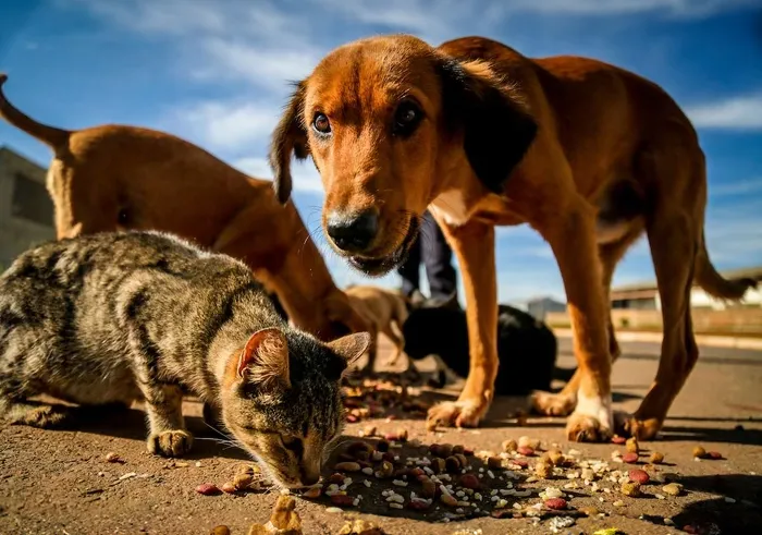 A pedido do MPMG, Justiça determina que município de Aimorés estruture ações de manejo populacional de cães e gatos